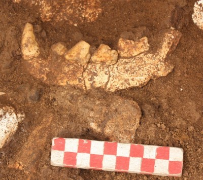 Figure 5. Hyena jaw during excavation.